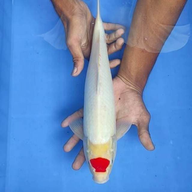 Tanco Kohaku 35cm