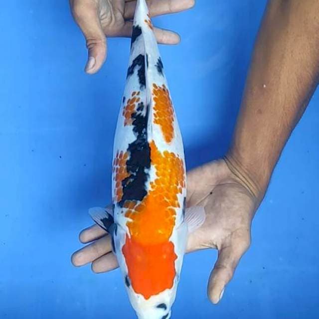 Showa 35cm