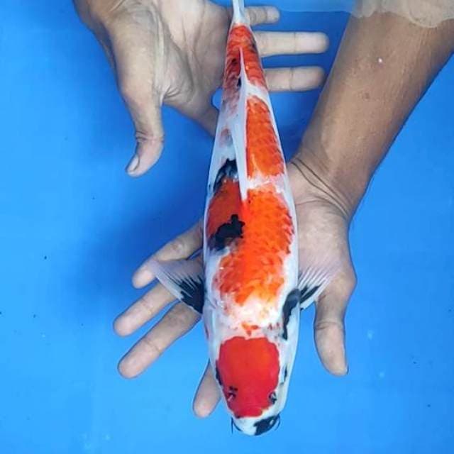 Showa 33cm