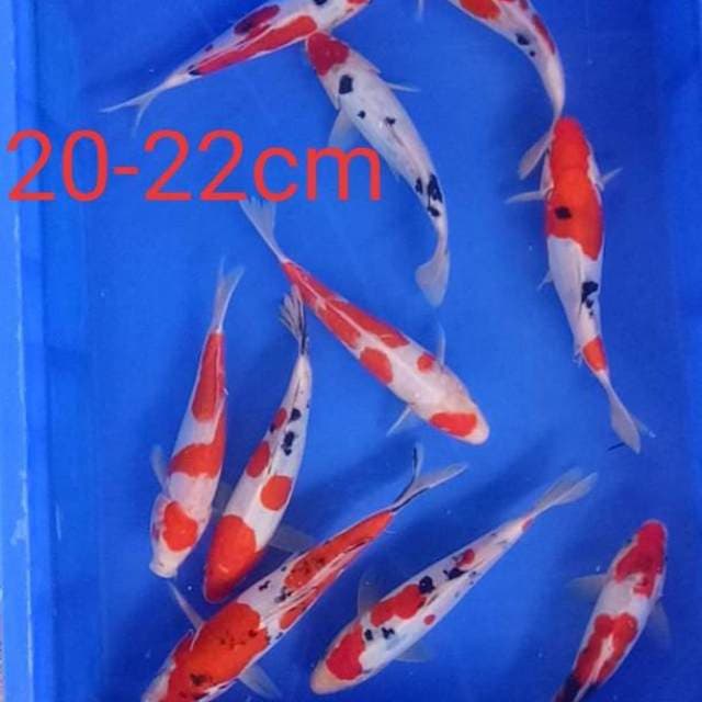 Doitsu Mix 20 - 22 cm