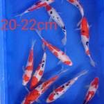 Doitsu Mix 20 - 22 cm