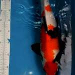 Showa 52 cm