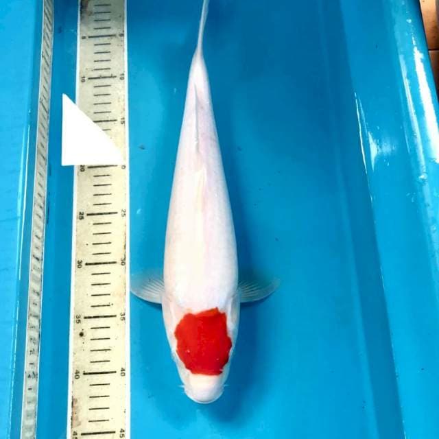 Tancho Kohaku, 40 cm