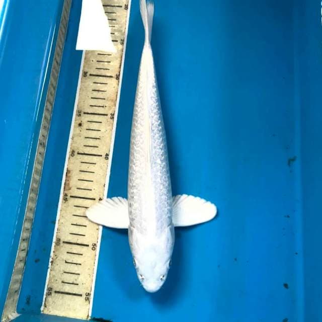 Platinum Ginrin, male 35 cm