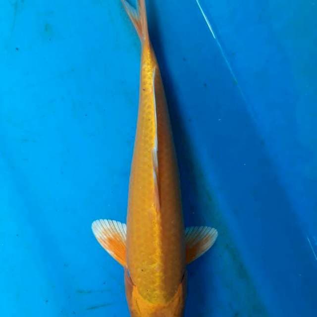 Ogon 26cm