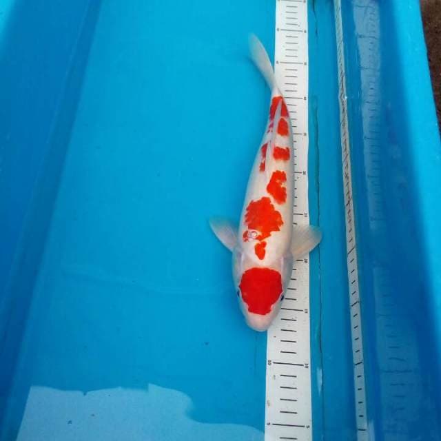 Maruten Kohaku