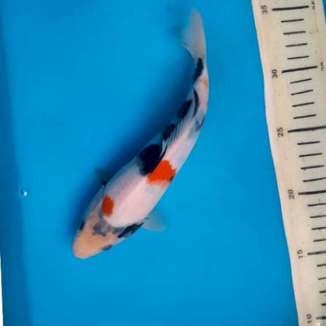 Kindai showa 22cm