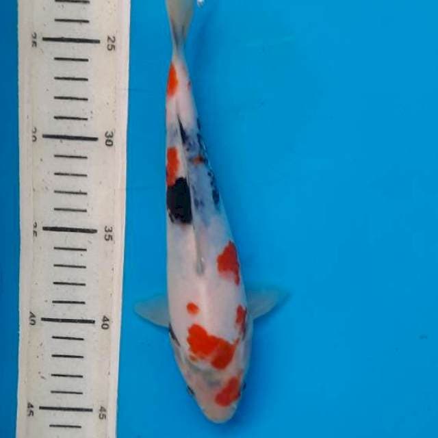 Showa tategoi 22cm