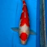 Maruten Kohaku Original Betina 36 cm