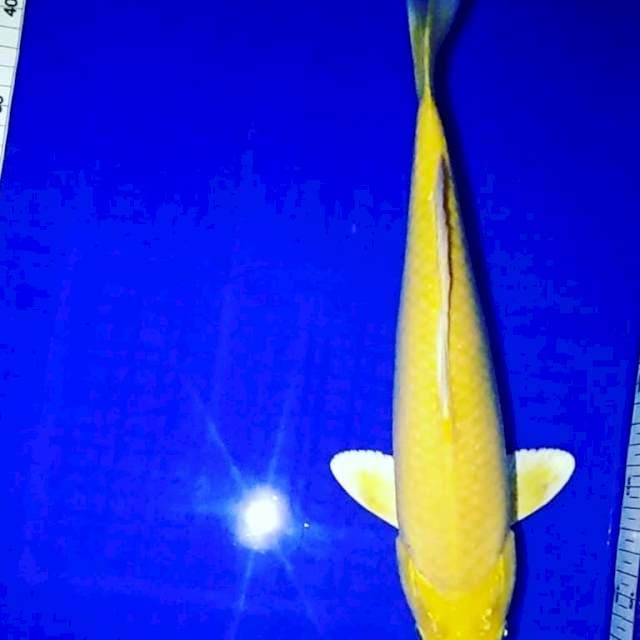 Yamabuki ogon