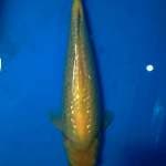 Karasi Ginrin 35cm