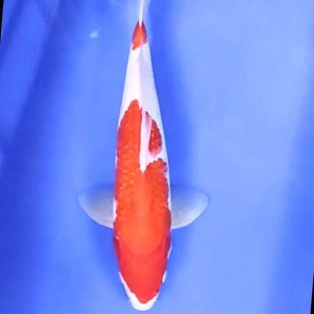 KOHAKU # 33CM JANTAN