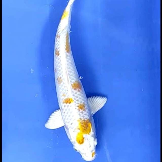 HARIWAKE SAKURA # 31CM