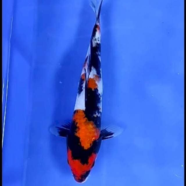 SHOWA SHANSOKU # 22CM