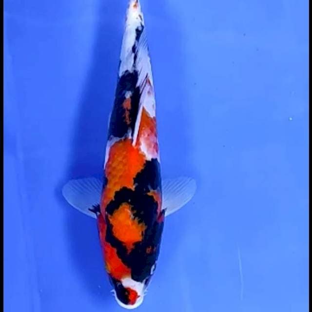 SHOWA # 22CM