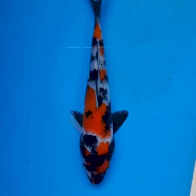 Showa 18cm