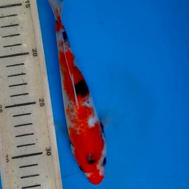 Showa 20cm 