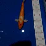 Hariwake male 30 cm
