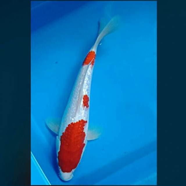 Kohaku ginrin 30cm