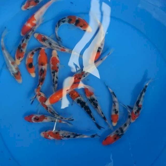 Kohaku sanke