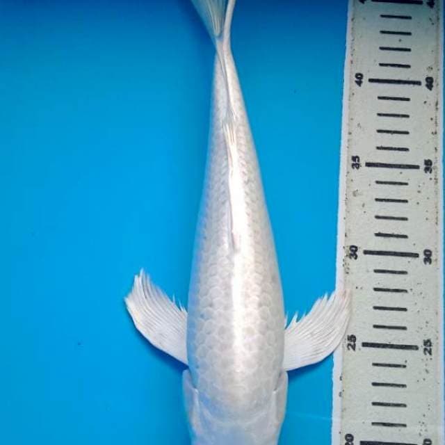 PLATINUM KUMPAY 33 Cm