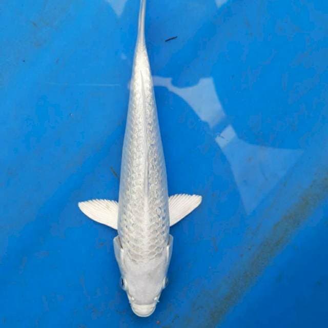Platinum Gindrin 20cm