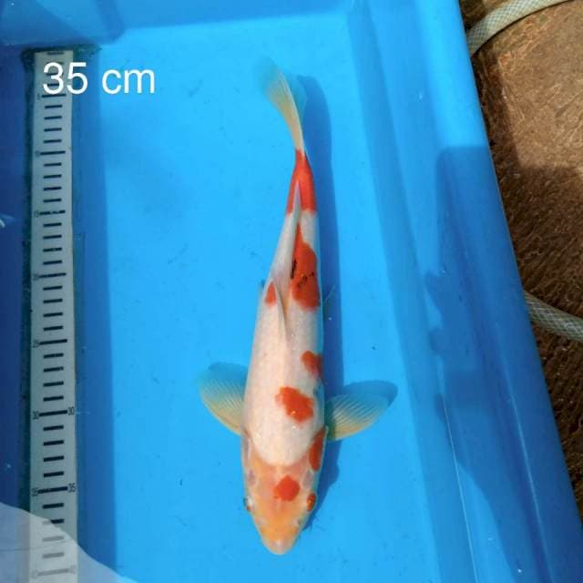 F1 maruten Sanke 35 cm