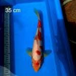 F1 maruten Sanke 35 cm