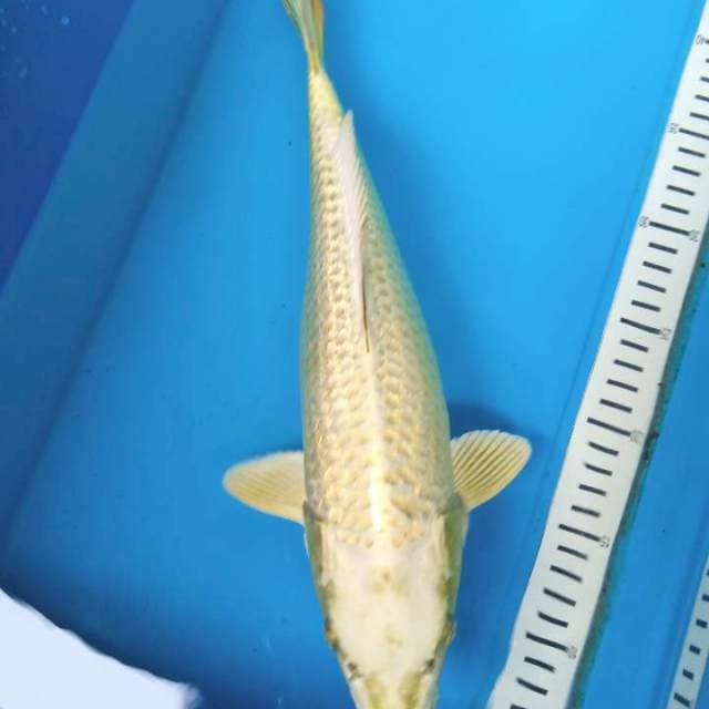 Mukashi ginrin 35 cm
