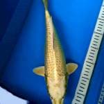 Mukashi ginrin 35 cm