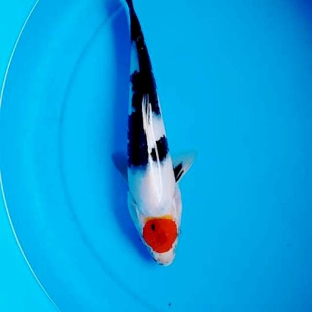 Tancho showa 27cm