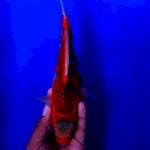 Ghosiki 25cm