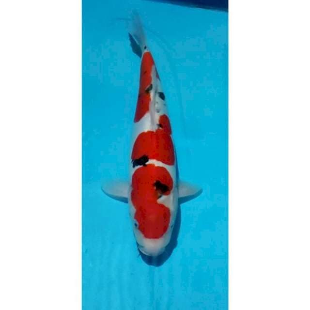 HQ Doitsu Sanke 37cm Female