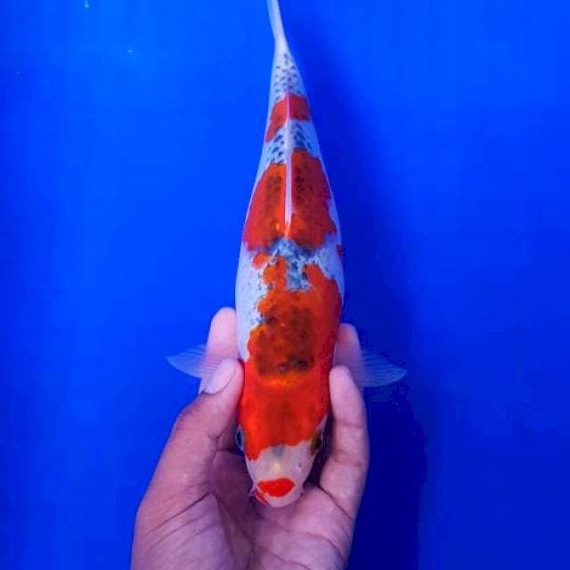 Ghosiki 25cm