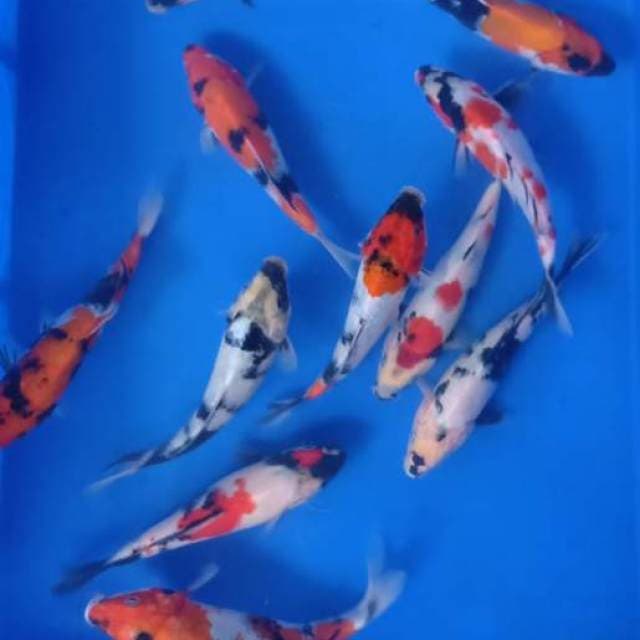Mix Showa Shiro 18-20 cm 12 ekor