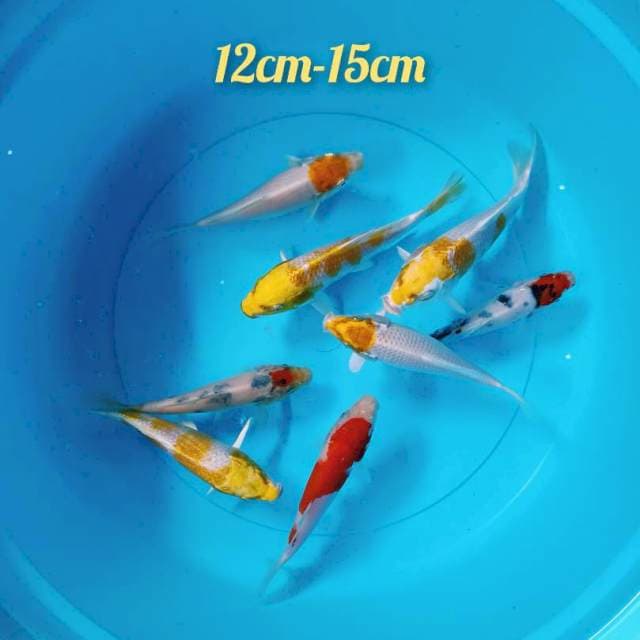 Mix Koi 8 ekr