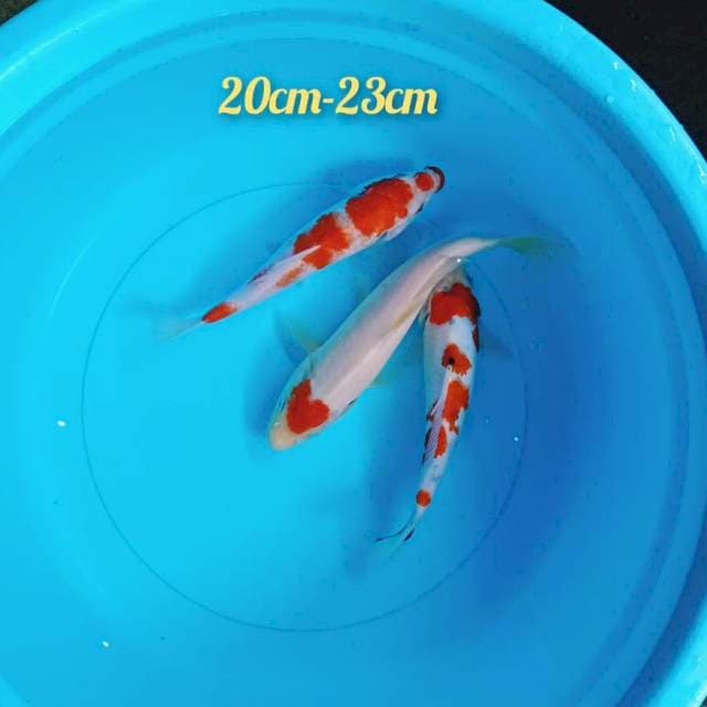 Mix Koi