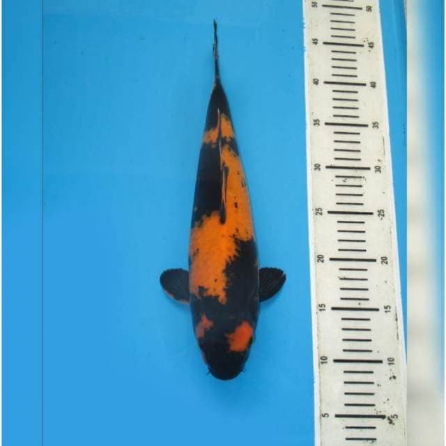 F1 HI UTSURI BULKY GOOD GROWTH