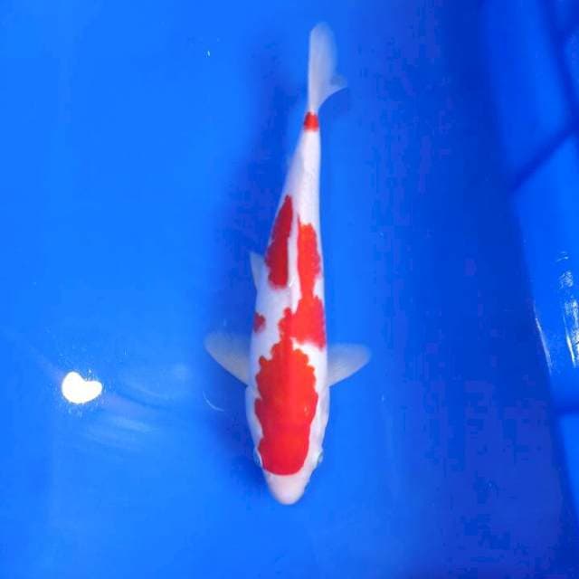 Kohaku super red