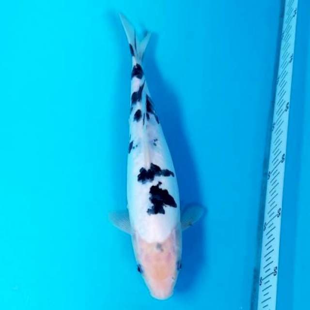 DOITSU SHIRO BEKKO 28 CM