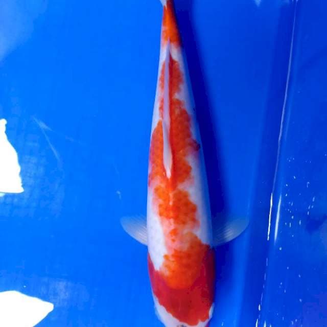 Kohaku 37cm Ori