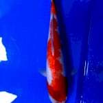 Kohaku 37cm Ori