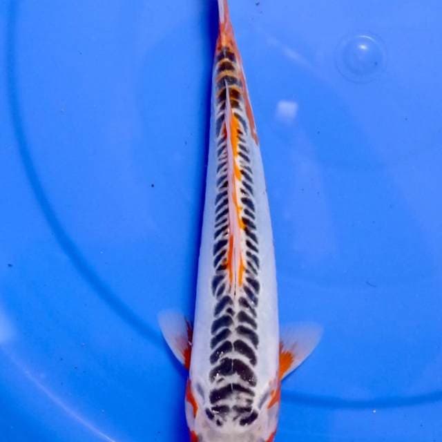 Shusui