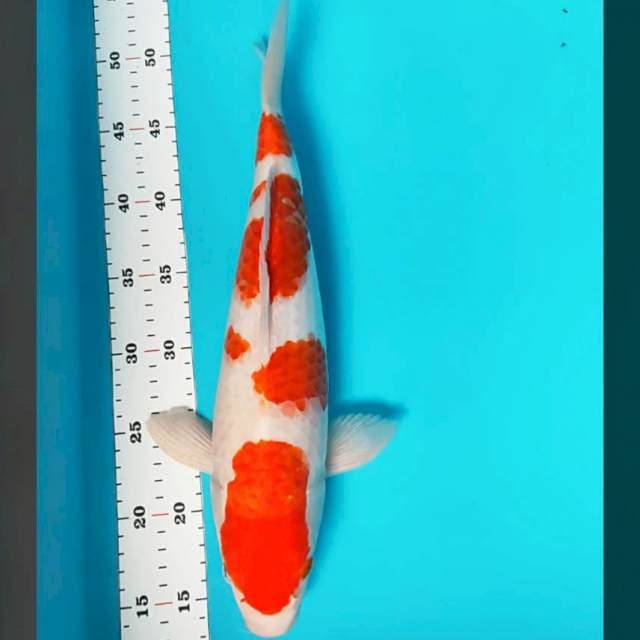 Kohaku quality 38 cm