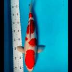 Kohaku quality 38 cm