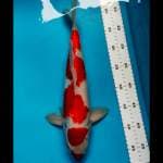 Kohaku 37 cm male