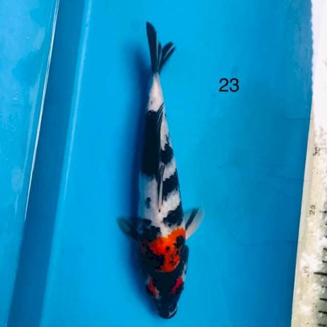 Showa ,23cm