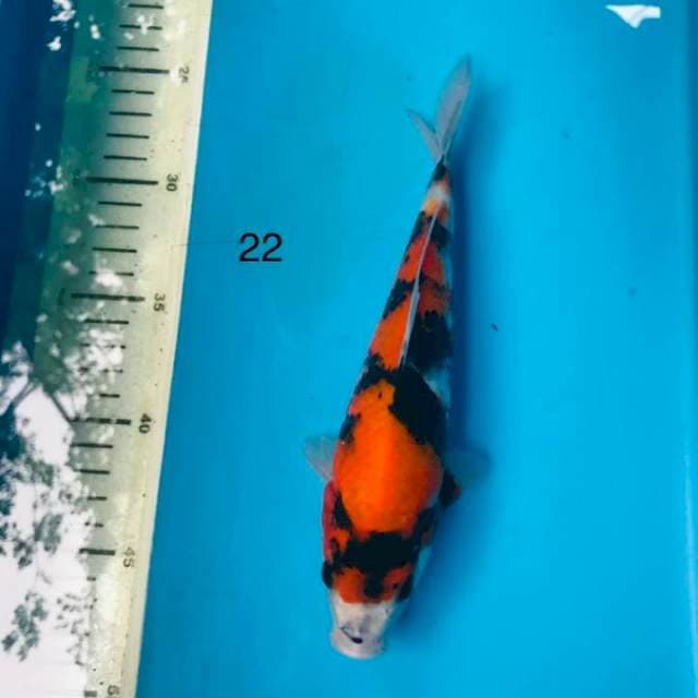 Showa ,22cm
