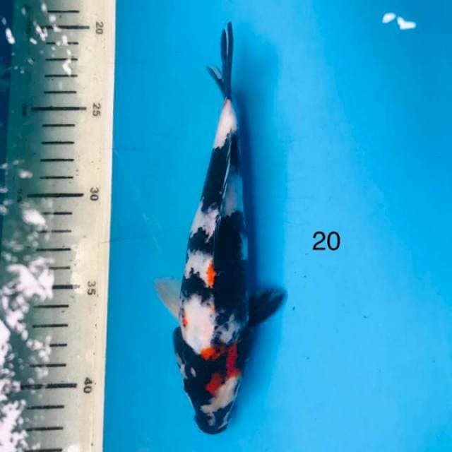 Showa ,20cm