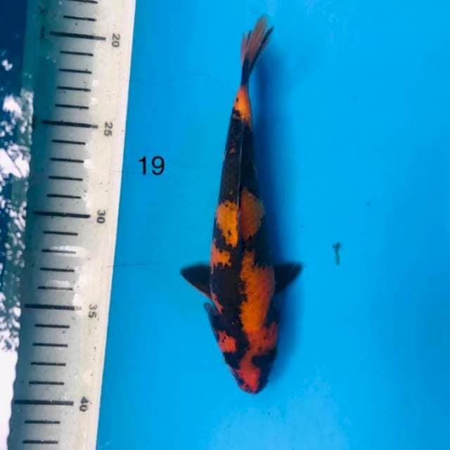Hi utsuri ,19cm